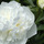Peony small.thumb